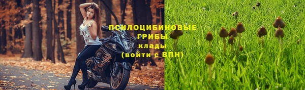 прущие грибы Верея